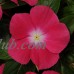 Vinca Flower Garden Seeds - Mediterranean XP Series - Strawberry - 100 Seeds - Annual Flower Gardening Seed   566997066